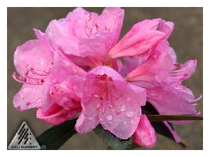 RHODODENDRON x 'PJM Aglo'(Mezitt)